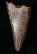 Tyrannosaur (Aublysodon) Premax Tooth - Montana #17592-1